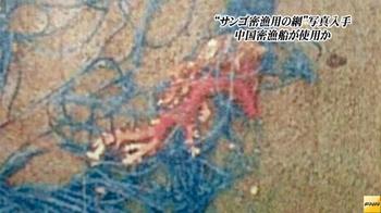 赤サンゴ　密漁網.jpg